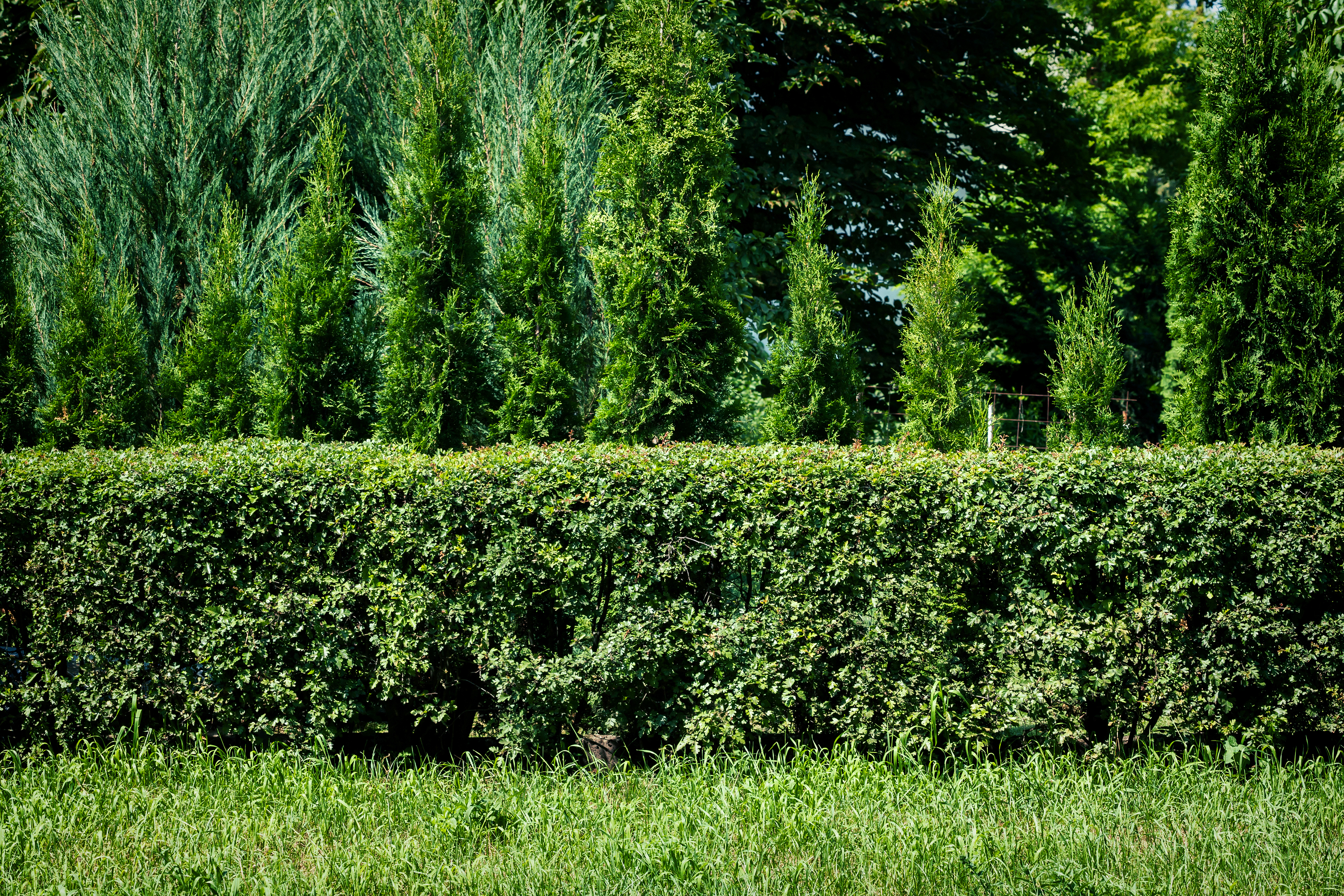 Green grass green hedge and green trees background
